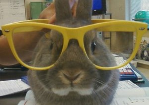 Al eens een konijn met een bril gezien?